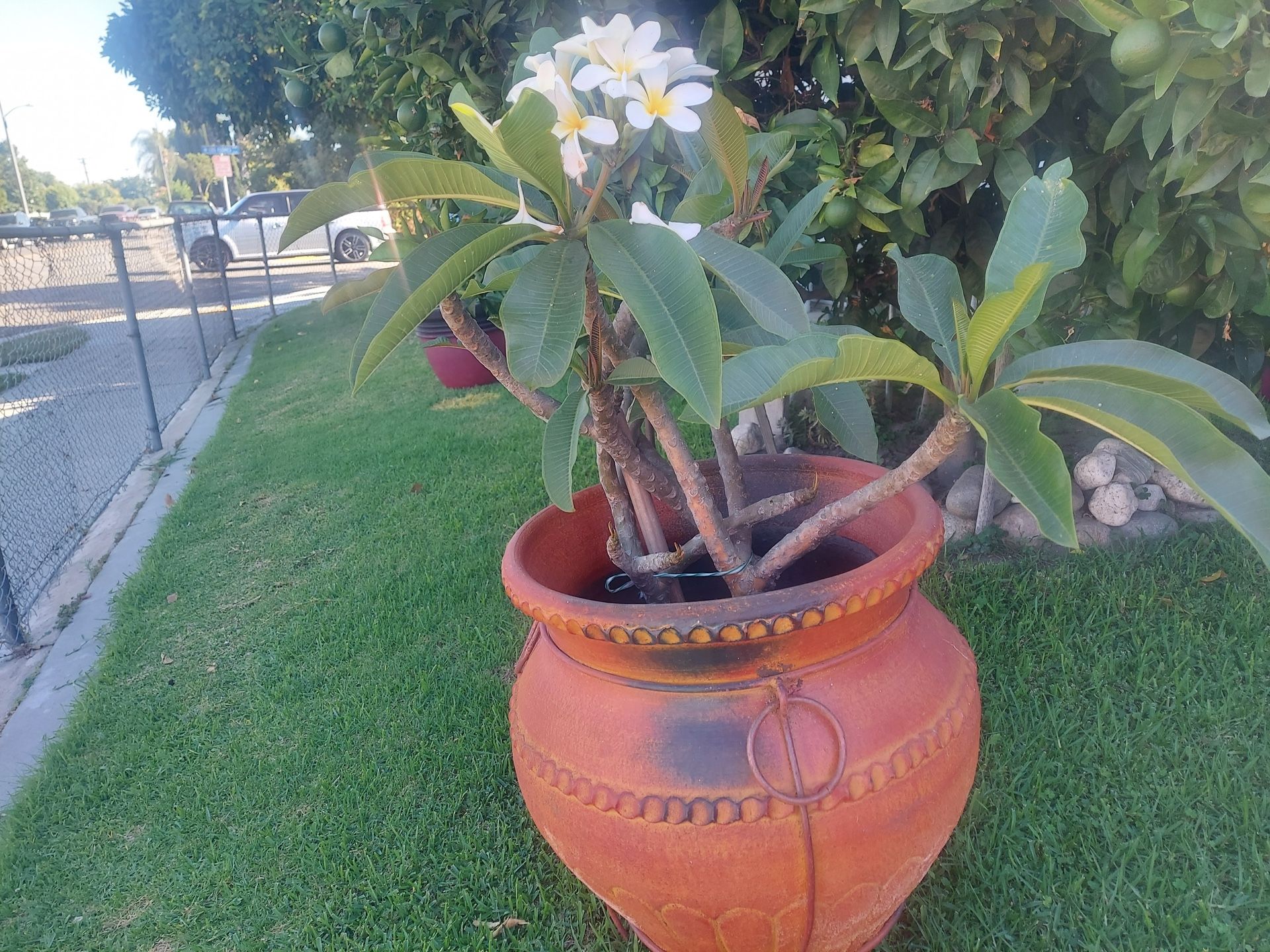 Plants