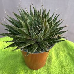 Suculenta