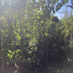 Fruit Trees Mulberry Tree,pink And White Guava,Galaxy And Crystal Peach,Plums 3 Varieties In One,Pomogranates,Fuyu Persimmon,Prunus Plum Shade$50 