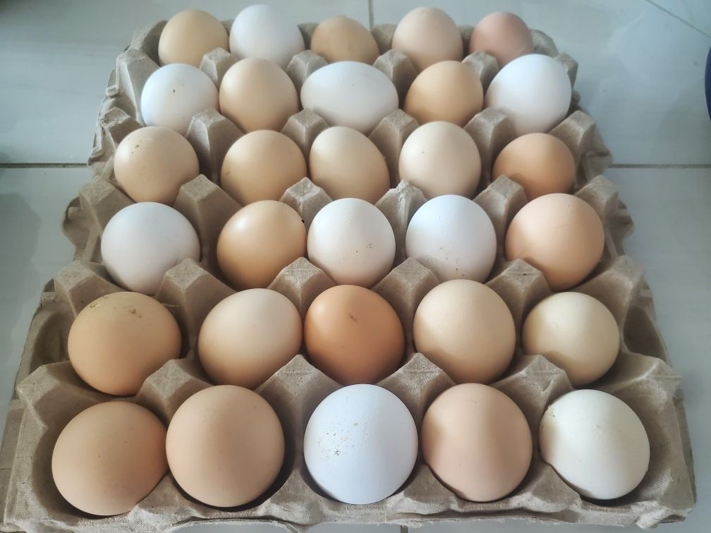 Chicken Eggs