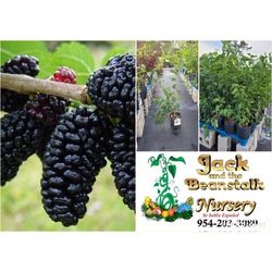 Mulberry Everbearing Dwarf Trees Fruiting 3gal  Arboles De Mora Fruteando 