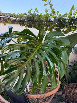 Monstera deliciosa/Costilla de Adán esquejes