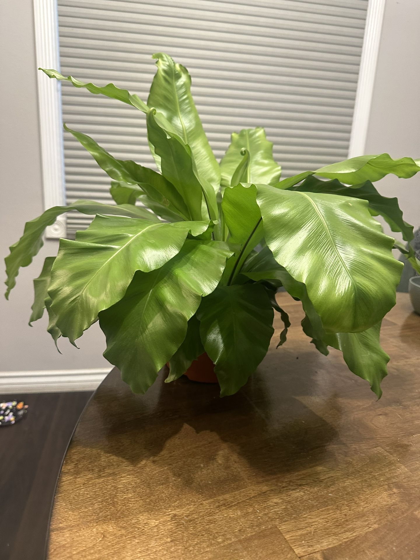 Birdsnest Fern Plant 6” Pot Size