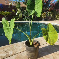Ears Elephant Plant