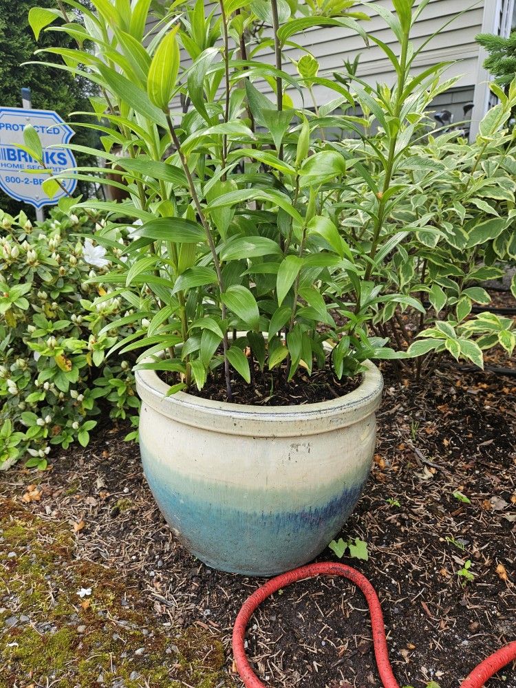 Garden Ceramic Pot Whis Plants H-12", D-14", Only Pot $30