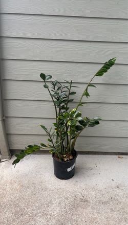 ZZ Plant in 8-Inch Nursery Pot