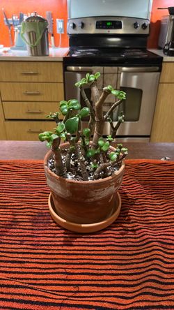 Jade succulent plant