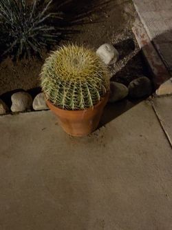 1 BIG Golden Barrel