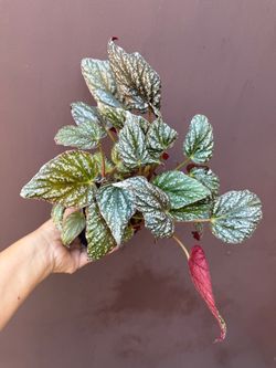 4” begonia spiritus of medives