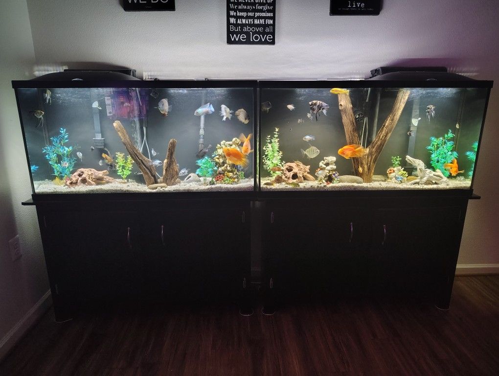 Fish Tanks / Aquariums