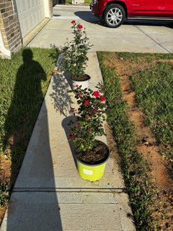 Knock Out Roses