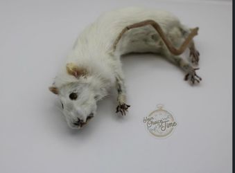 taxidermy sickly rat