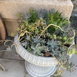 Beautiful Arrangement Of Succulents 