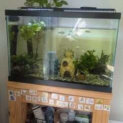 Free Fish Tank And Extras 
