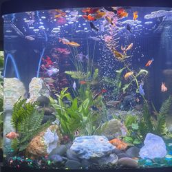 Biocube Live Aquarium 