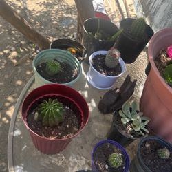 Cactus De Todos Tamaños Unos Con Flor Y Otros A Punto De Florear Y Suculentas