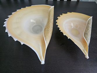 Glass Bowl Conch Shell set of 2