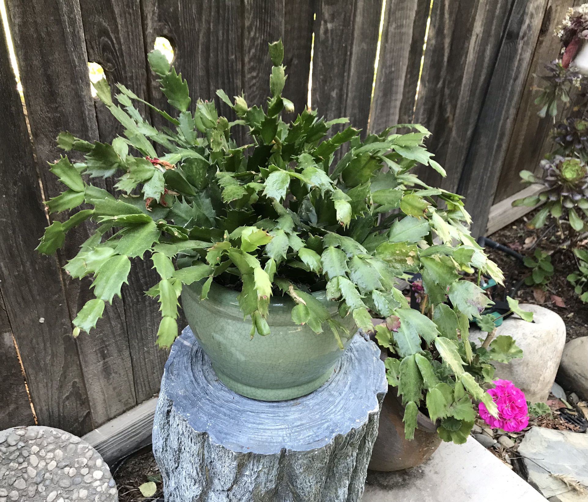 Beautiful healthy Thanksgiving cactus in a pretty crackling ceramic pot