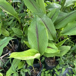 Blue Turmeric (rare)