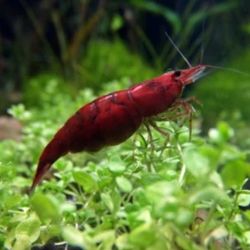 Aquarium Plants