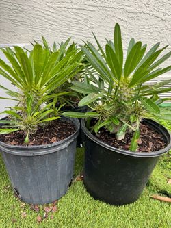 Madagascar planta $25 cada una