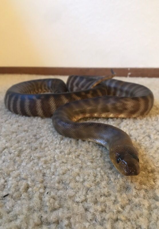 Woma Python (Snake) for Sale