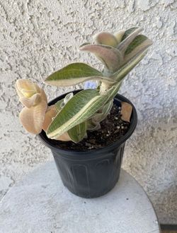 1 Gallon Pot Succulent Plant - Tradescantia Sillamontana - White Velvet Wandering Dude - Rooted & Established Plant - Drought Resistant 🪴