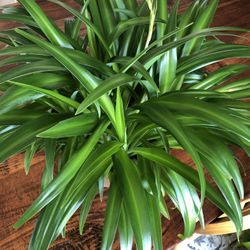 Spider Plant 