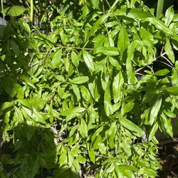 Árboles de Cítricos 