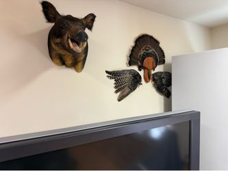 ASSORTED DEER, ANTELOPE, WILD BOAR, PHEASANT  MOUNTS