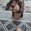 Vito