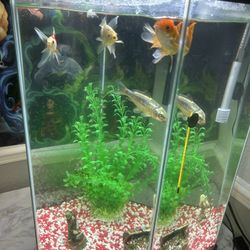 25 Gallon Tank With Decor