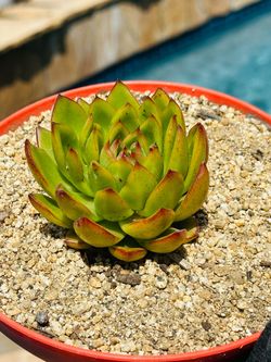 Echeveria Succulent in Red Pot