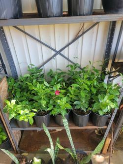 Red and white Brazilian jasmine plants