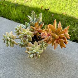 Succulents