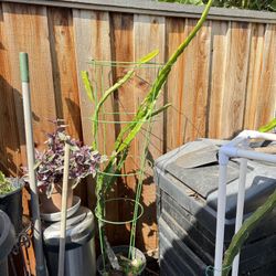 Fruiting Organic Red Meat Dragon Fruit Plants