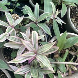 Discolor Plant Onsale