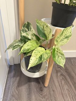 Plant Stand With 3 Plants Included