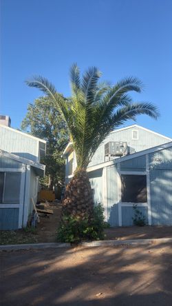 Palm Trees