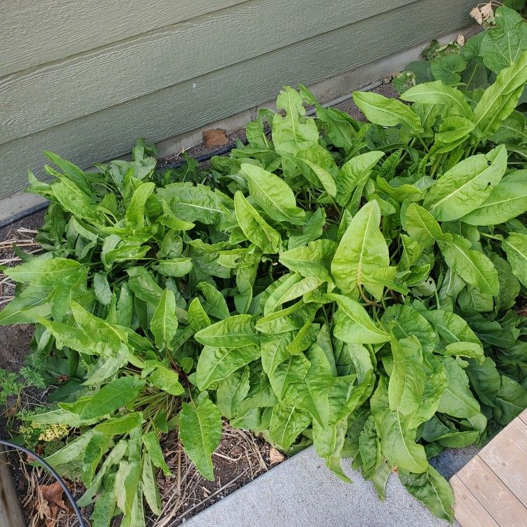 Organically Grown Mature Sorrel Plants
