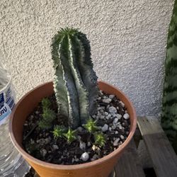 Euphorbia Milk Cactus Plant