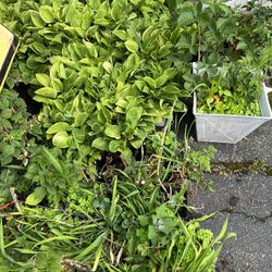 Plants For Sale - $5 Each