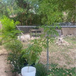 Planta De Esperaza Grande  $15.00cada  Una 