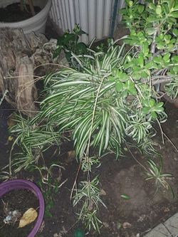 Spider Plants