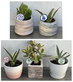 gift ready gollum jade or agave Succulents in ceramic pots w/plant spikes