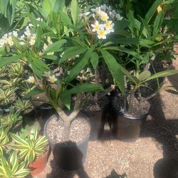 White Plumeria