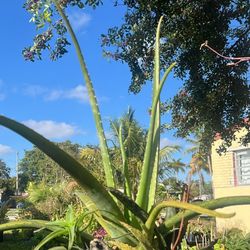 Multiple Aloe Cactus Arrangement