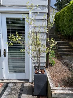 Harley Botanical Pittosporum (pot not incl)