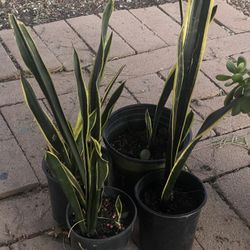 Snake Plants