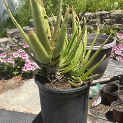 Giant Aloe Vera Plant